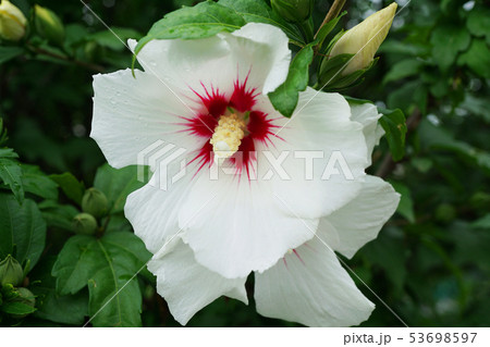 Close-up of a white hibiscus flower Hibiscus Close-up of a white hibiscus flower Hibiscus 53698597
