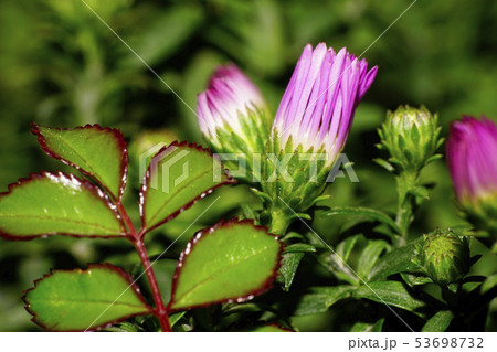 Macro of pink buds of flowers of caucasian asters Macro of pink buds of flowers of caucasian asters 53698732
