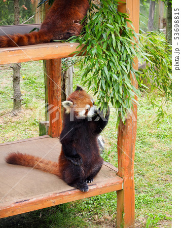 《動物園》　レッサーパンダ 53698815