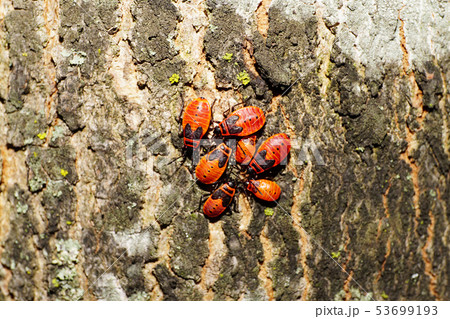 Macro of seven young red bugs soldier Pyrrhocoris 53699193