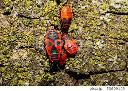 Macro of adult and young bedbugs soldier 53699196