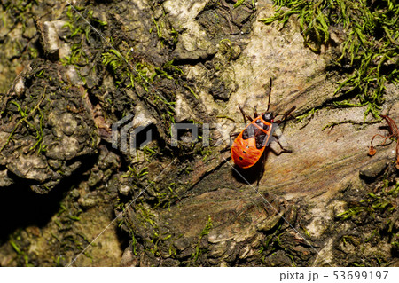 Macro of young bug of soldier on bark  53699197
