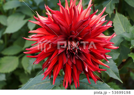 Close-up view from above of Dahlia flower  53699198