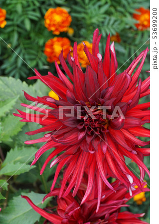 Close-up of Dahlia flower of Akita variety 53699200