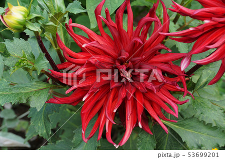 Dahlia flower Akita with buds growing  53699201