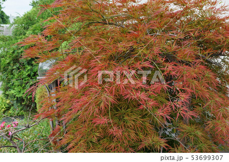 Close-up of a bush of decorative red maple Acer 53699307