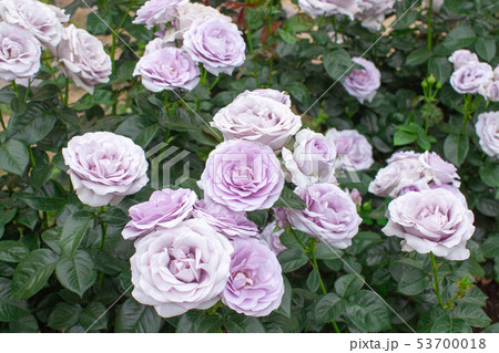 ばら「ブルーバユー」 ばら「ブルーバユー」 53700018