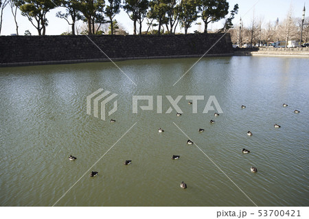 皇居　鳥 53700421