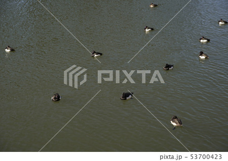 皇居　鳥 53700423