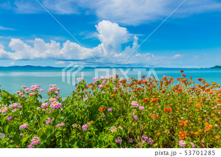 花と沖縄の海 花と沖縄の海 53701285