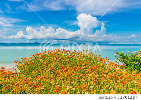 花と沖縄の海 花と沖縄の海 53701287