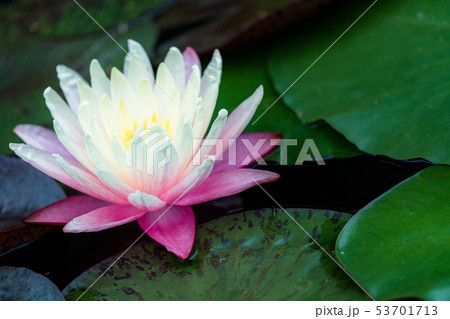 睡蓮の花１ 53701713