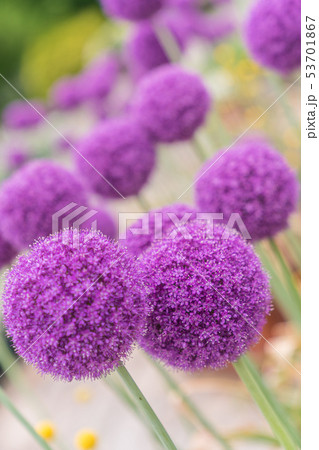 アリウム・モンブラン 53701867