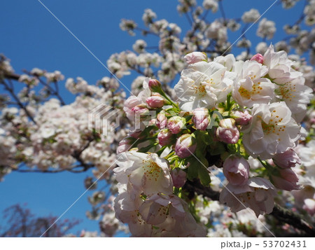 桜 53702431