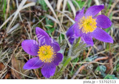 Two bright purple flowers Pulsatilla Two bright purple flowers Pulsatilla 53702513