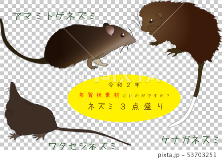 南國的奄美3點堆 南國的奄美3點堆 53703251