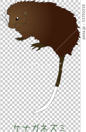 Amami rat mouse rattle rat 53703258