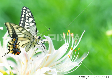 キアゲハ(メス)と白花彼岸花 キアゲハ(メス)と白花彼岸花 53703711