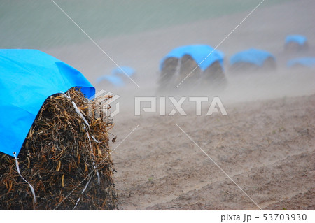 雨 雨 53703930