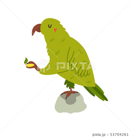 New Zealand funny kea isolated on white background New Zealand funny kea isolated on white background 53704261