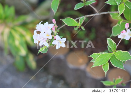 オオベニウツギの花 オオベニウツギの花 53704434