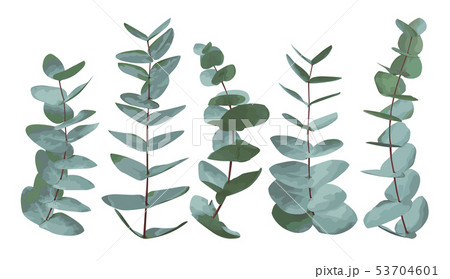 Eucalyptus gunnii, silver dollar greenery, gum Eucalyptus gunnii, silver dollar greenery, gum 53704601