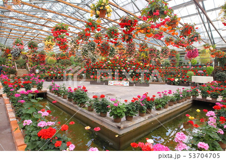 ベゴニア 53704705