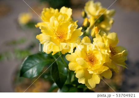 咲くバラ(黄色) 咲くバラ(黄色) 53704921