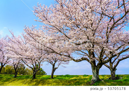 百花台公園の桜　【長崎県雲仙市】 53705178