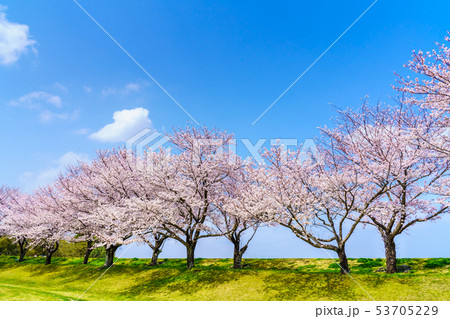 百花台公園の桜　【長崎県雲仙市】 53705229