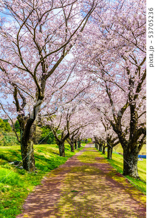 百花台公園の桜 【長崎県雲仙市】 百花台公園の桜 【長崎県雲仙市】 53705236