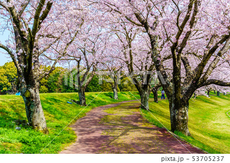 百花台公園の桜 【長崎県雲仙市】 百花台公園の桜 【長崎県雲仙市】 53705237