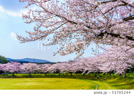 百花台公園の桜　【長崎県雲仙市】 53705244