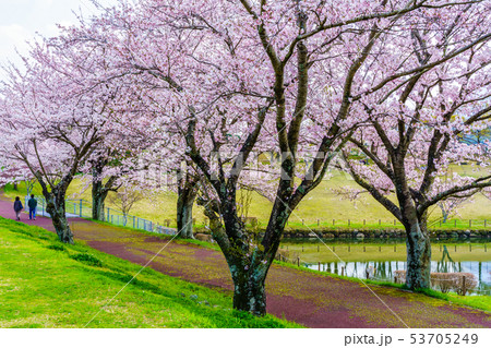 百花台公園の桜 【長崎県雲仙市】 百花台公園の桜 【長崎県雲仙市】 53705249