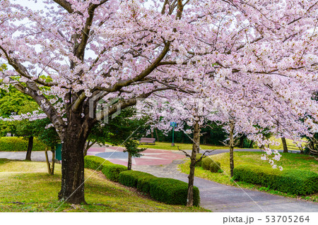 百花台公園の桜 【長崎県雲仙市】 百花台公園の桜 【長崎県雲仙市】 53705264