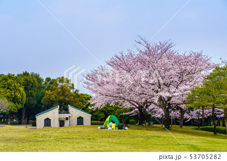 百花台公園の桜　【長崎県雲仙市】 53705282