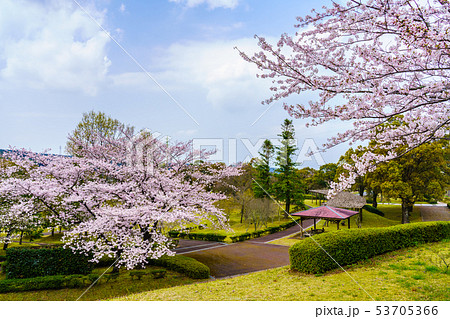 百花台公園の桜　【長崎県雲仙市】 53705366