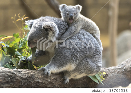 コアラの母子　〜赤ちゃんコアラをおんぶする母コアラ〜 53705558