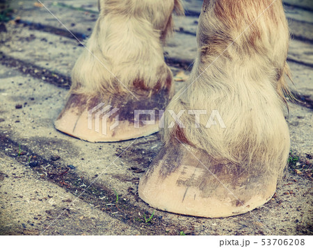 Horse hooves after farrier care. Smith finnished 53706208