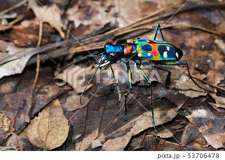 ハンミョウ(ナミハンミョウ) ハンミョウ(ナミハンミョウ) 53706478