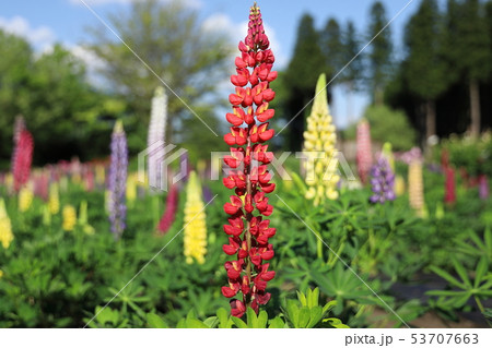 ルピナス～鯉艸郷（りそうきょう）～ 53707663