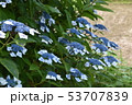 アジサイ 53707839