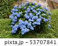 アジサイ 53707841