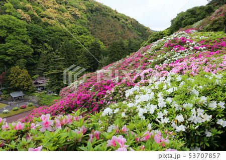 三隅公園のツツジ 53707857