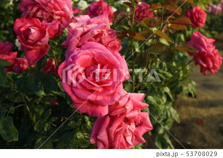 薔薇 53708029