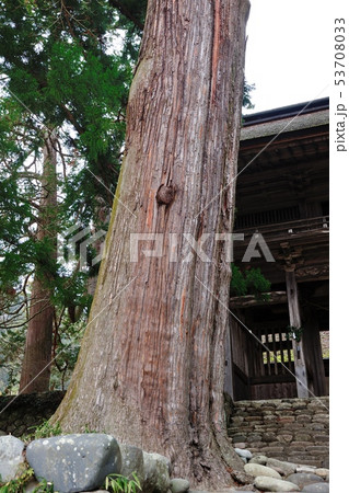 洲原神社のスギ 53708033