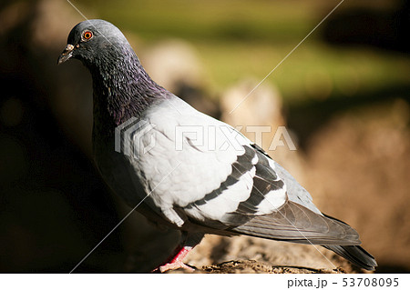 Feral Pigeon Feral Pigeon 53708095