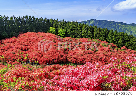 葛城山　つつじ 53708676