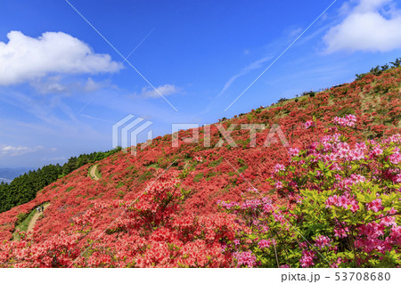 葛城山 つつじの写真素材