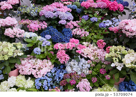 栃木市 とちぎ花センター アジサイ 新品種 の写真素材